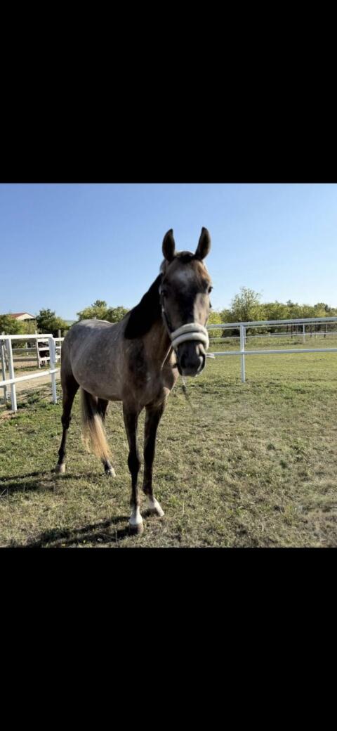 Warmblutwallach