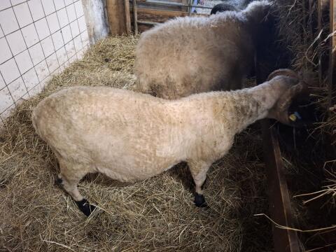 Walliser Bock