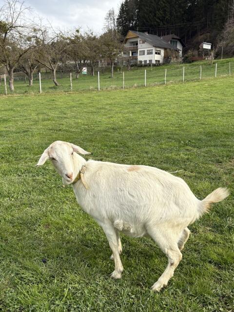 Ziege