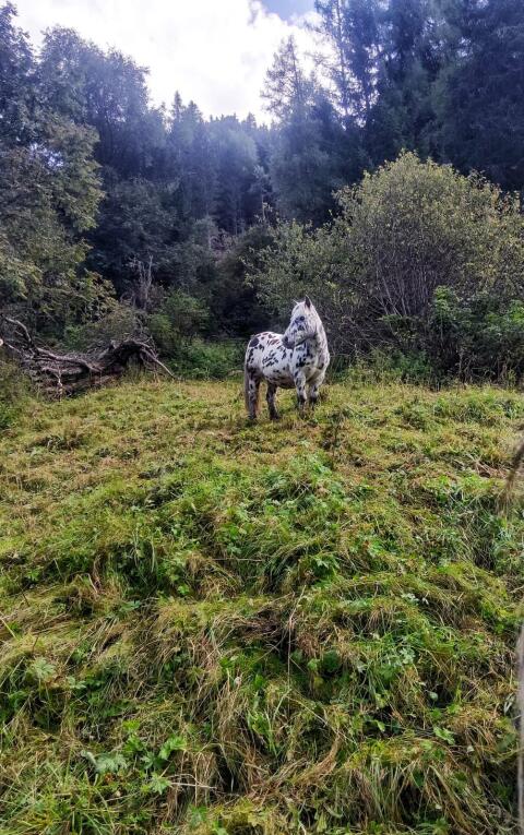 Pony (Wallach/Tigerschecke)