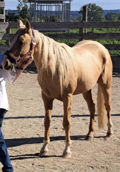 Quarter Horse Wallach