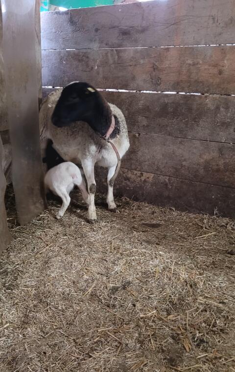 Dorper Aue Lisi mit Lamm Lotte