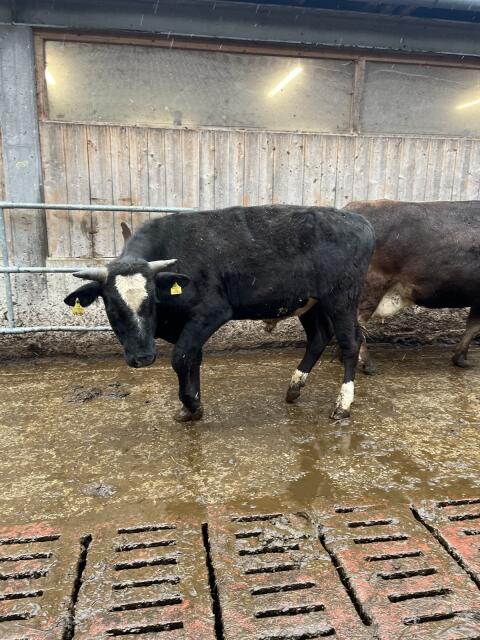 Stier