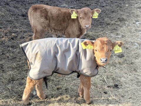 Dexter-Stier Dexter-Kalb Dexter gen. hornlos
