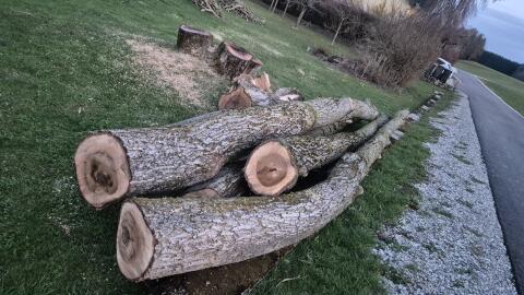 Walnuss Baumstämme