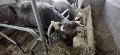 Tiroler Grauvieh Kuh