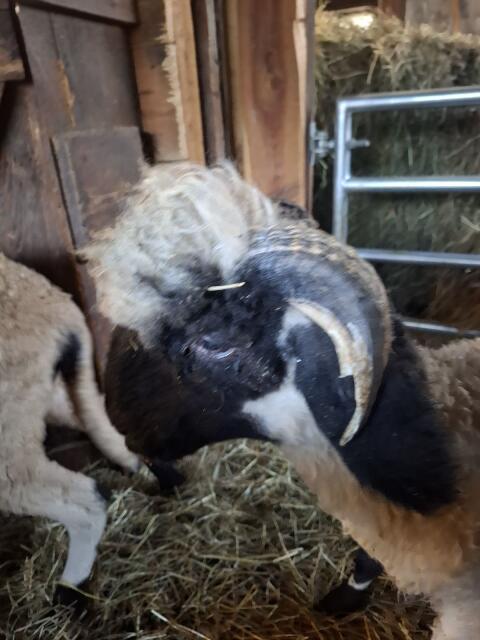 Walliser Bock