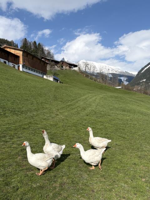 Gänse