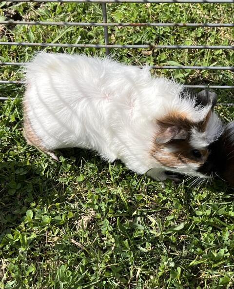 Meerschweinchen