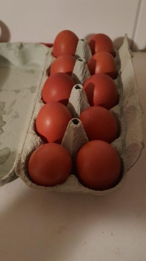 Marans Eier