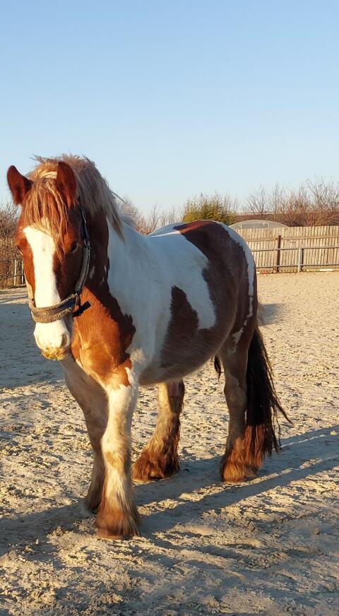 Verspielter Tinker Wallach Robbie 2232 Aderklaa