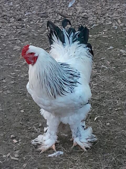 Brama Hahn