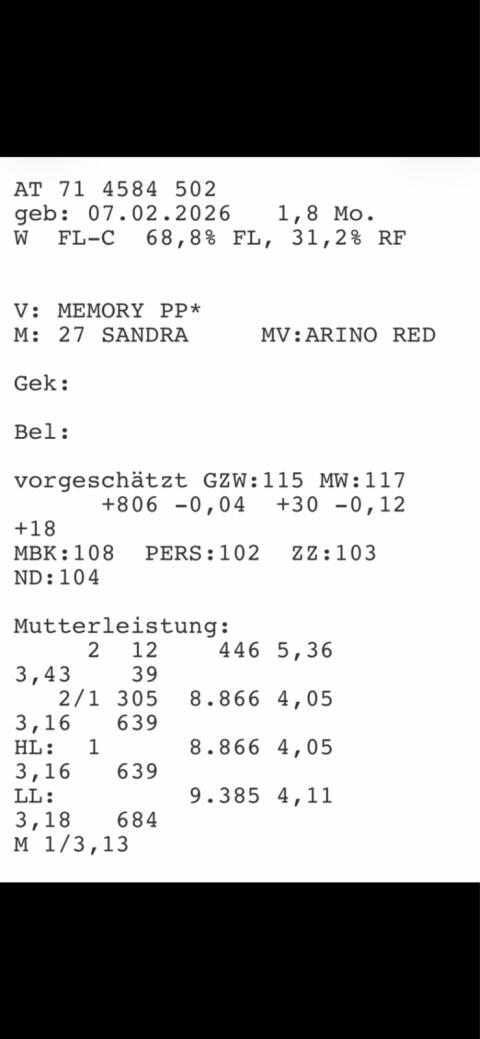 FVxRF Zuchtkälber