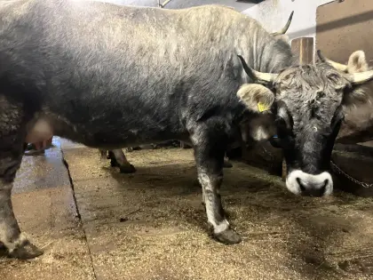 Tiroler Grauvieh Mutterkuh & Kalb