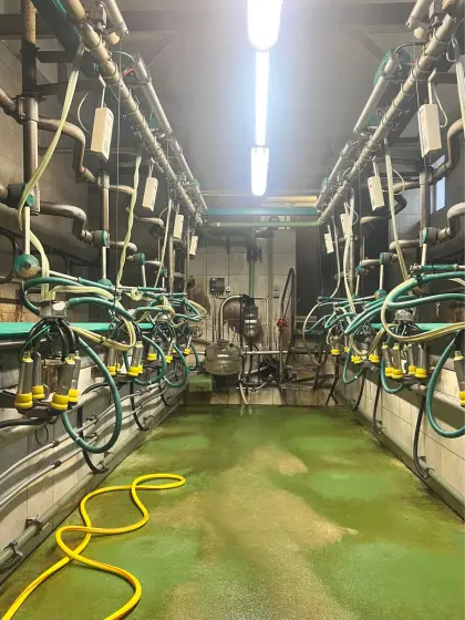 GEA Melkstand 2x5 Fischgrät mit SenseHub Brunsterkennung