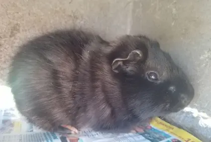 Meerschweinchen Männchen