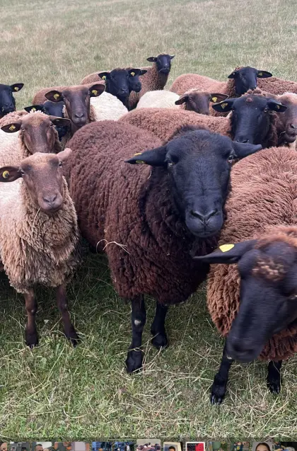 Schaf und Lämmer gesucht