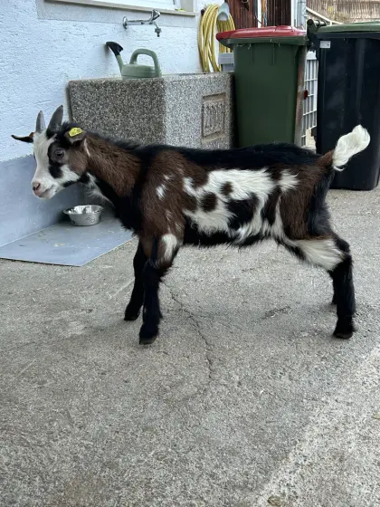 HB fähiges Bockkitz