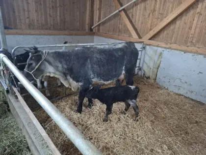 Mutterkuh 2 Jahre mit Kuhkalb zu verkaufen