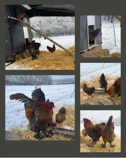 Brahma Rebhuhnfarben gebändert