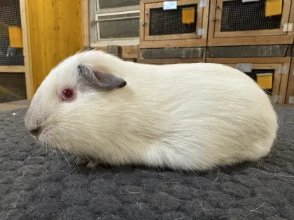 Himalaya blau Meerschweinchen