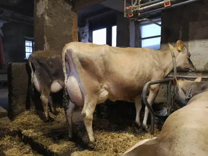 Jersey Kühe und trächtige Kalbinnen