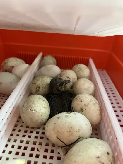 Bruteier Laufenten / Küken