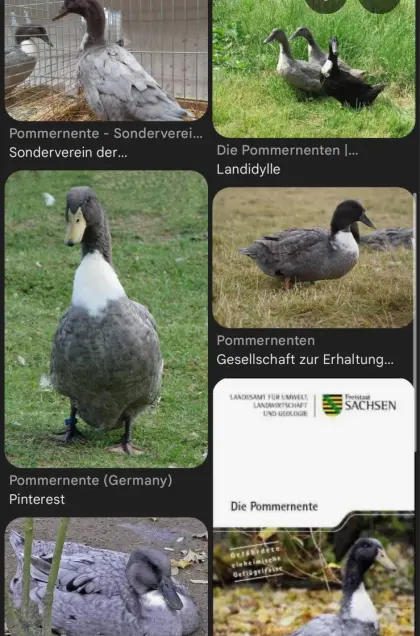 Suche ein Pommern Enten Küken Farbschlag „blau/grau“