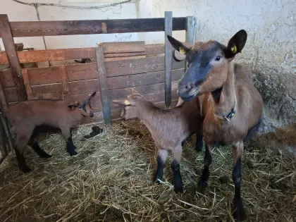 Gemsfarbige Gebirgsziege