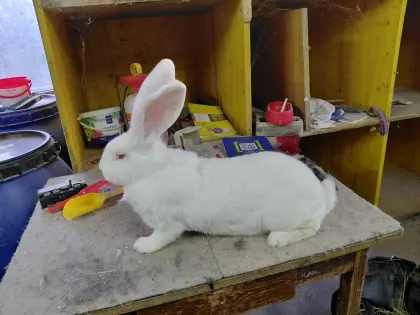 Riesen grau und weiß