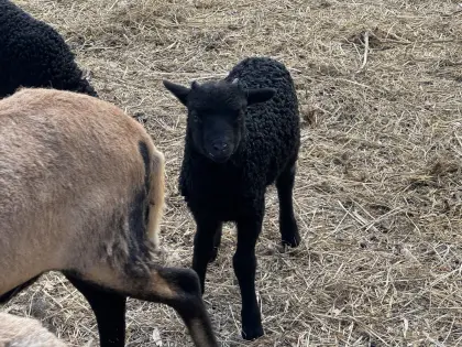 Zackelschafe, Kamerunschafe