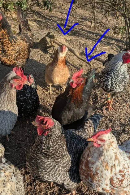 Araucana und Marans Henne von 2025