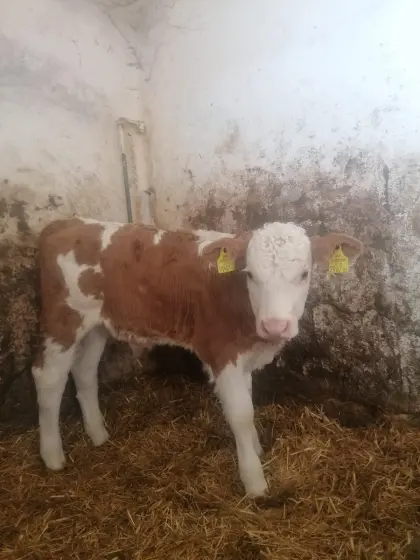 Verkaufe 2 Fleckvieh Sierkälber