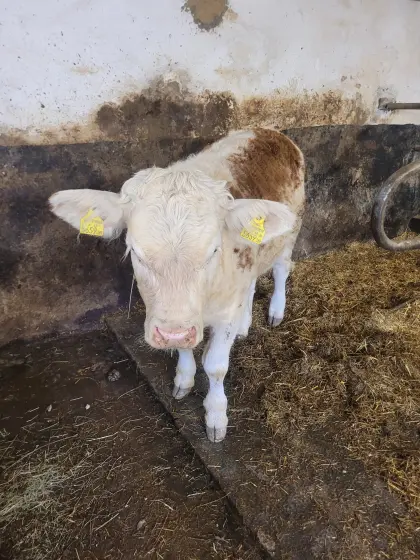 Ennstaler Bergschek Kalbin Einsteller