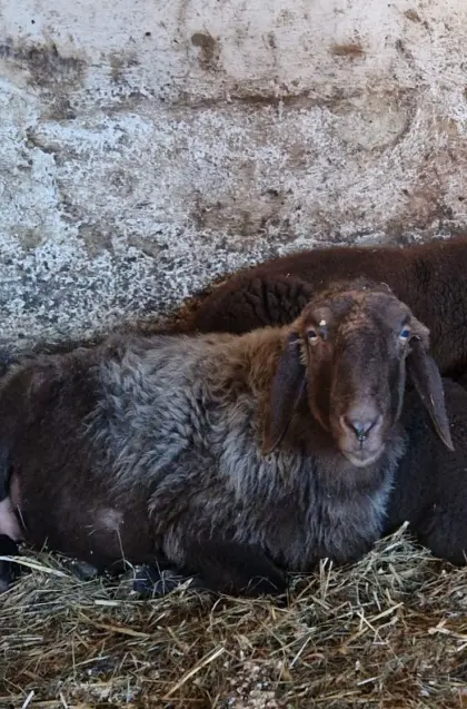Mutterschafe mit Zwillingslämmern