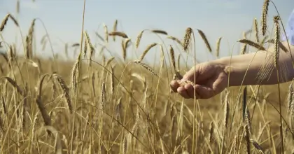 Verkaufe Bio Schlägler Roggen