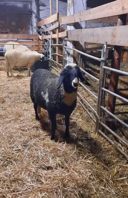 Außergewöhnlicher Brillenschaf