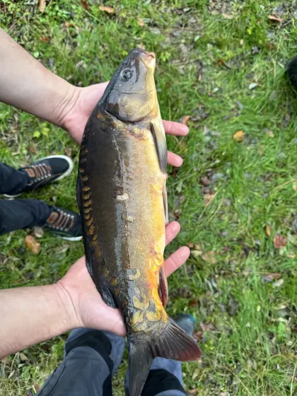 Suche Karpfen, Amur, Störe, Welse, Zander