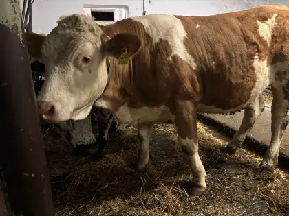 Fleckvieh Fleisch Kalbin