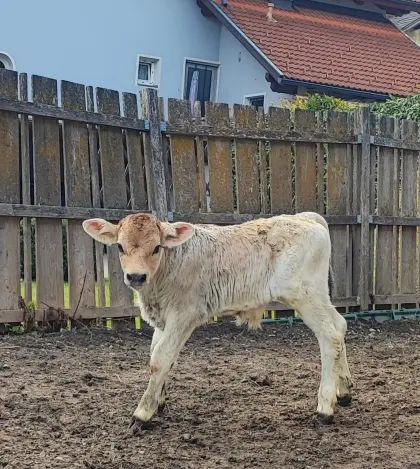 Graues Stierkalb zu verkaufen