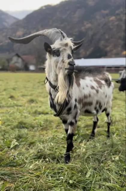 Steirerschecken-Ziegenbock