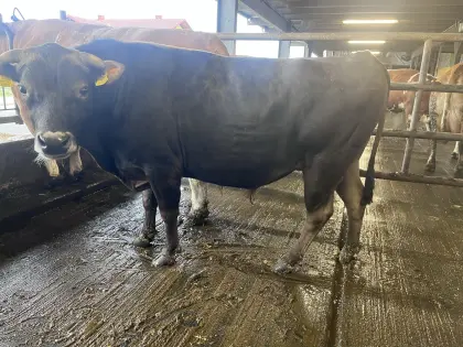 Jersey-Stier