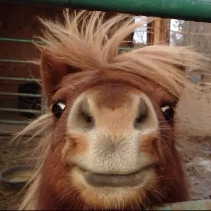 Kleiner Pachtstall / Grundstück für 2 Mini-Shettys gesucht