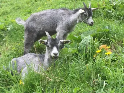 Blobe Ziegen, Herdenbuch