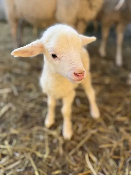 Schafe Bergschaf x Krainer