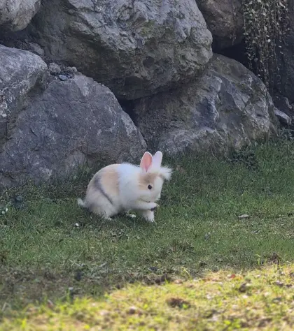 2 Monate altes Männchen sucht ein liebevolles Zuhause