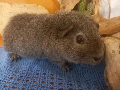 US Teddy Meerschweinchen