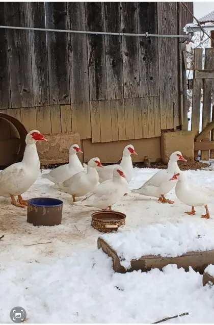 Bruteier Landenten, Moschusenten rein weiß