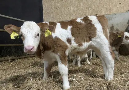 BIO Fleckviehkalb männlich
