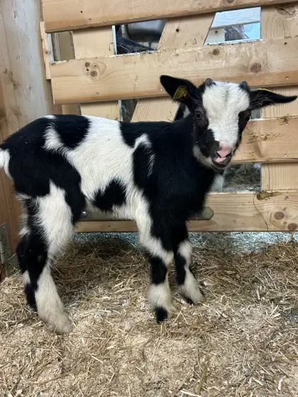 Tauernscheck Bockkitzer